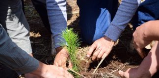 ¿Quieres reforestar tu calle o colonia? Cofom regala hasta 100 plantas en Morelia