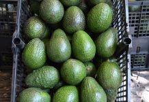 Michoacán fortalece la protección de sus productos de origen