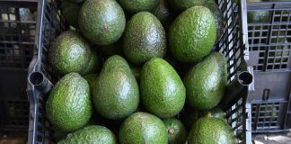 Michoacán fortalece la protección de sus productos de origen