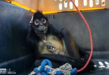 Resguarda Zoológico de Morelia a mono araña rescatado en Nueva Italia
