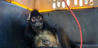 Resguarda Zoológico de Morelia a mono araña rescatado en Nueva Italia