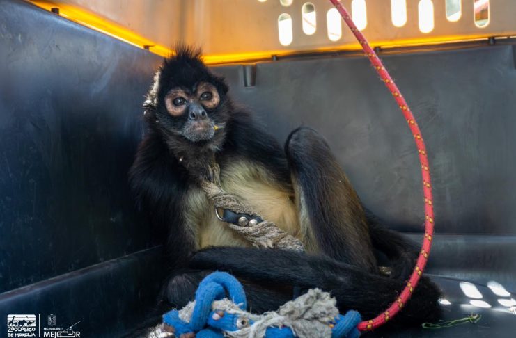 Resguarda Zoológico de Morelia a mono araña rescatado en Nueva Italia