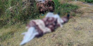Abandonan cadáver encobijado en el camino a Acahuato