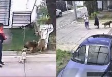 #VIDEO // Médico de Uruapan y su esposa usan a su perro para atacar a animales callejeros y dejarlos agonizando;