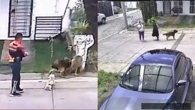 #VIDEO // Médico de Uruapan y su esposa usan a su perro para atacar a animales callejeros y dejarlos agonizando;