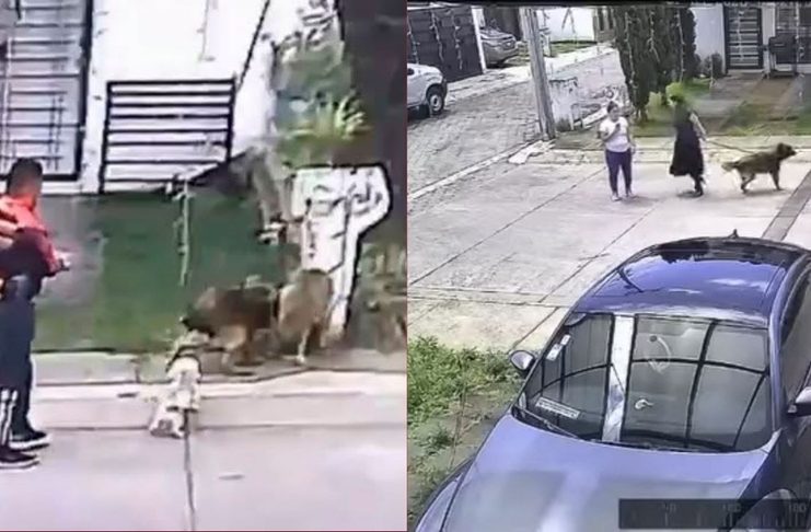 #VIDEO // Médico de Uruapan y su esposa usan a su perro para atacar a animales callejeros y dejarlos agonizando;