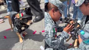 #VIDEO // “Comando Chihuahua”: el perrito adoptado que se robó los aplausos en el desfile cívico-militar