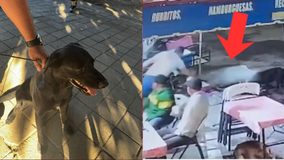 #VIDEO // Localiza FGE a segundo canino relacionado con investigación por maltrato animal en Tanhuato