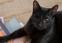 Suspenden adopción de perros y gatos negro en Morelia por riesgo de sacrificios rituales