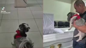 #VIDEO // El conmovedor adiós de un perrito a su dueña durante un funeral se hace viral
