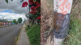 Piden reubicar grupo de abejas en riesgo, en la colonia Ejidal Tres Puentes de Morelia