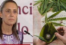 Claudia Sheinbaum responde sobre regulación del cannabis tras acusaciones de consumo en su contra