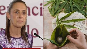 Claudia Sheinbaum responde sobre regulación del cannabis tras acusaciones de consumo en su contra