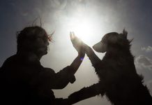 Morenista propone licencia laboral con goce de sueldo por luto ante la muerte de una mascota