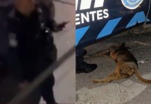 #VIDEO // Policía mata de un disparo a perrito “Canelo” frente a su familia en Aguascalientes
