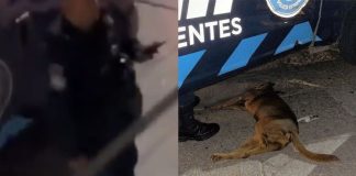 #VIDEO // Policía mata de un disparo a perrito “Canelo” frente a su familia en Aguascalientes