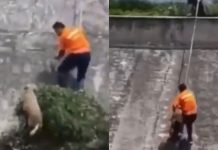 #VIDEO // Con cuerdas y trabajo en equipo, rescatan a perrito de un canal en Cuautitlán Izcalli