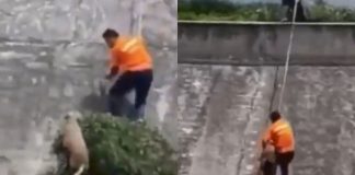 #VIDEO // Con cuerdas y trabajo en equipo, rescatan a perrito de un canal en Cuautitlán Izcalli
