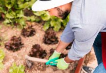 Día Mundial de la Agricultura: ¿qué tanto depende nuestra comida del campo mexicano?