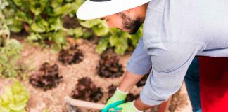 Día Mundial de la Agricultura: ¿qué tanto depende nuestra comida del campo mexicano?