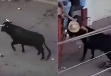 #VIDEO // ¡Tragedia en la Tarimorada! Hombre muere tras ser brutalmente corneado por un toro en Guanajuato