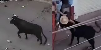 #VIDEO // ¡Tragedia en la Tarimorada! Hombre muere tras ser brutalmente corneado por un toro en Guanajuato