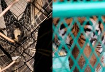 FGE asegura un tigre, un mono araña y dos aves en estado de vulnerabilidad durante cateos en Peribán y Los Reyes