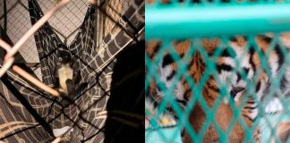 FGE asegura un tigre, un mono araña y dos aves en estado de vulnerabilidad durante cateos en Peribán y Los Reyes