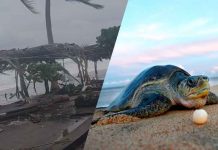 Huracán Polo pone en riesgo hasta 4 millones de huevos de tortuga marina en costa michoacana: Compesca
