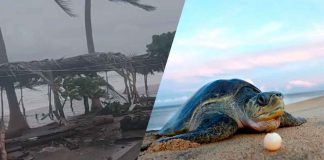 Huracán Polo pone en riesgo hasta 4 millones de huevos de tortuga marina en costa michoacana: Compesca