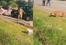 #VIDEO // Leopardo atropellado ataca a funcionario forestal durante su rescate en la India