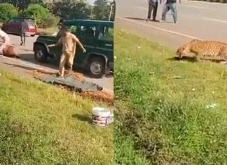 #VIDEO // Leopardo atropellado ataca a funcionario forestal durante su rescate en la India