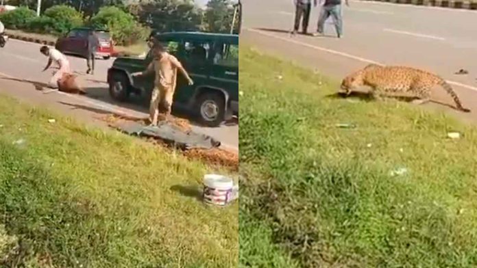 Leopardo-atropellado-ataca-a-funcionario