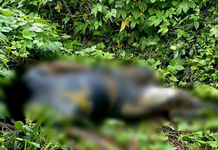 Hallan a hombre decapitado y cientos de cartuchos de alto poder en Los Coyotes
