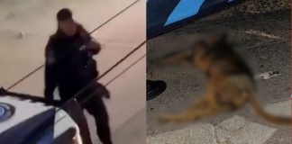 #VIDEO // Policía asesina a tiros a perrito en Aguascalientes
