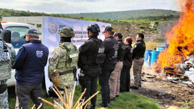 Destruyen droga, precursores químicos y objetos del delito asegurados en operativos registrados en Michoacán