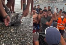 #VIDEO // Grupo de inmigrantes matan a cría de delfín en Ceuta, España
