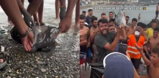 #VIDEO // Grupo de inmigrantes matan a cría de delfín en Ceuta, España