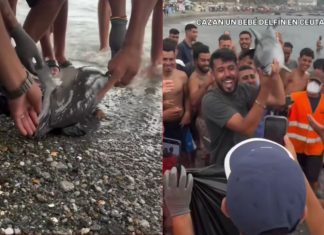 #VIDEO // Grupo de inmigrantes matan a cría de delfín en Ceuta, España