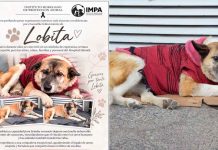 Muere Lobita, perrita emblemática del Hospital Infantil