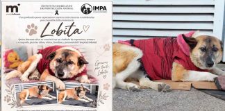 Muere Lobita, perrita emblemática del Hospital Infantil