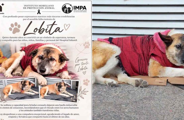 Muere Lobita, perrita emblemática del Hospital Infantil