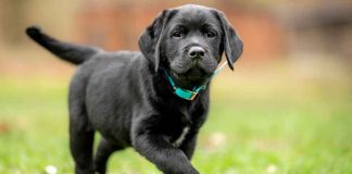Ley de Bienestar Animal castigará severamente a quienes crucen a sus mascotas de forma irregular