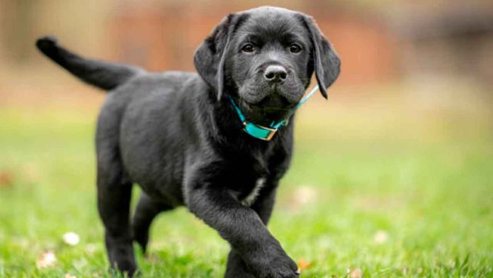 Multaran-a-quienes-tengan-perritos