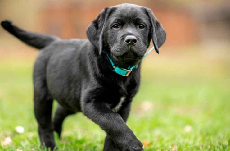 Ley de Bienestar Animal castigará severamente a quienes crucen a sus mascotas de forma irregular