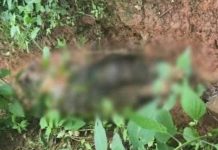 Hallan restos humanos en paraje de Tacámbaro