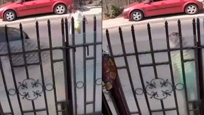 Niña-de-10-años-muere-tras-ser-atropellada