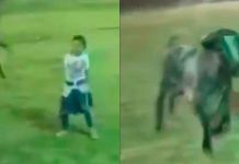 #VIDEO // Niña de 6 años cae al ruedo durante torneo de lazo en Yucatán