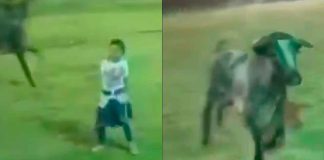 #VIDEO // Niña de 6 años cae al ruedo durante torneo de lazo en Yucatán