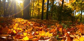 5 curiosidades que quizá no sabías sobre el otoño